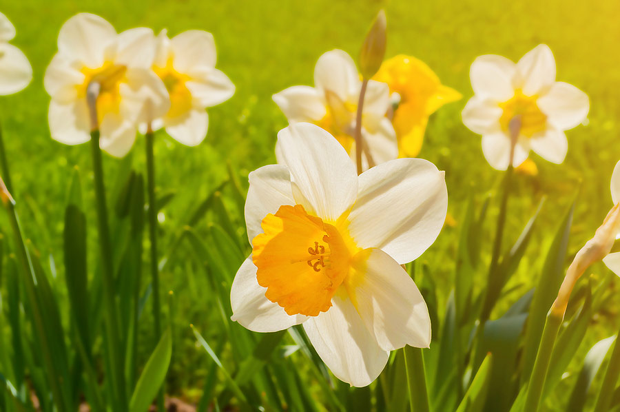 Flowers in a field